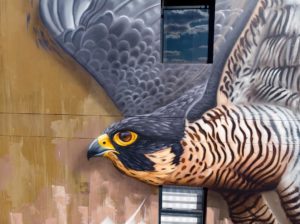 Close up of Sonny's street art mural of a peregrine falcon, painted in Linden, Johannesburg South Africa
