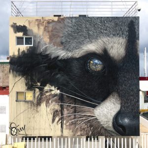 Sonny street art mural of a raccoon painted in Cozumel Mexico, as part of Sea Walls in partnership with Pangeaseed Foundation