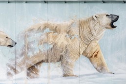 Close up of Polar bear mural painted by Sonny in Pisa, Italy to make a statement of hope with regards to climate change