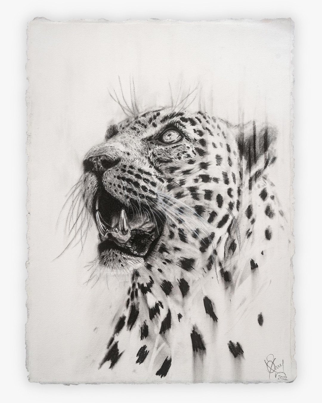 Leopard Charcoal Drawing | Sonny